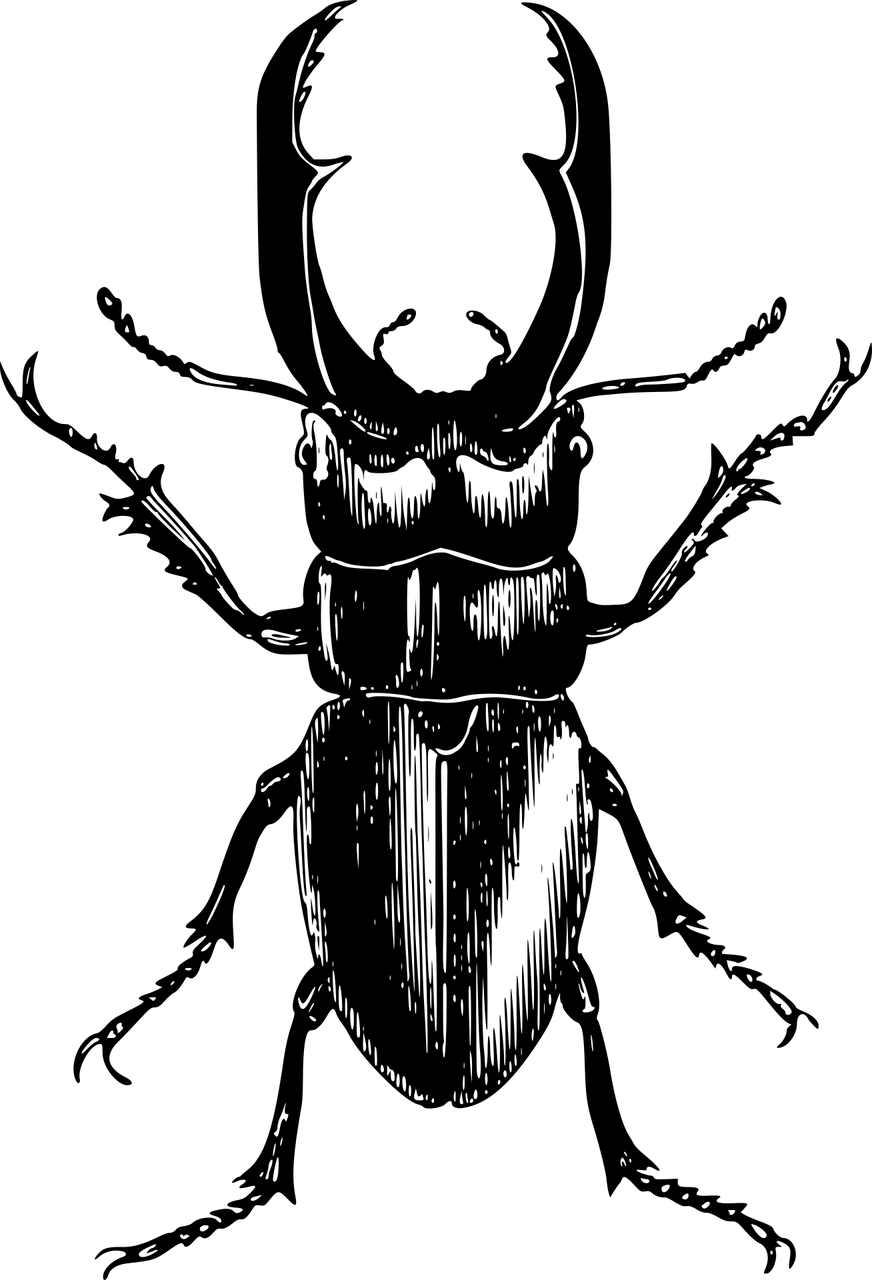 בעל חיים